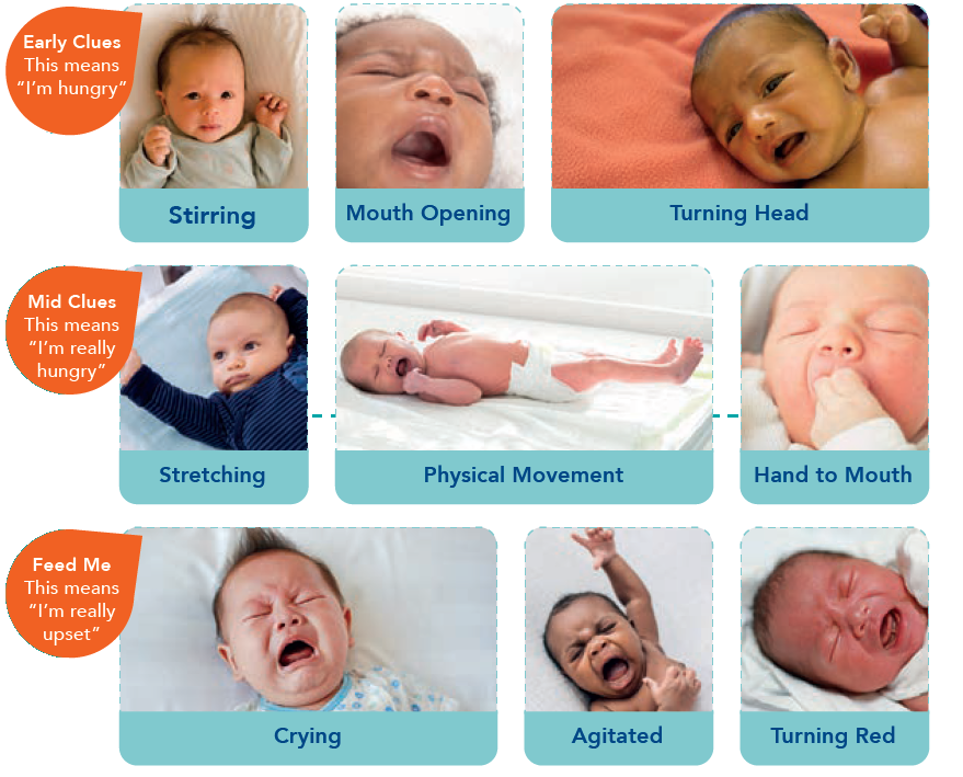 Signs of feeding cues - pictures showing a baby demonstrating desire to feed from early cues to urgent cues